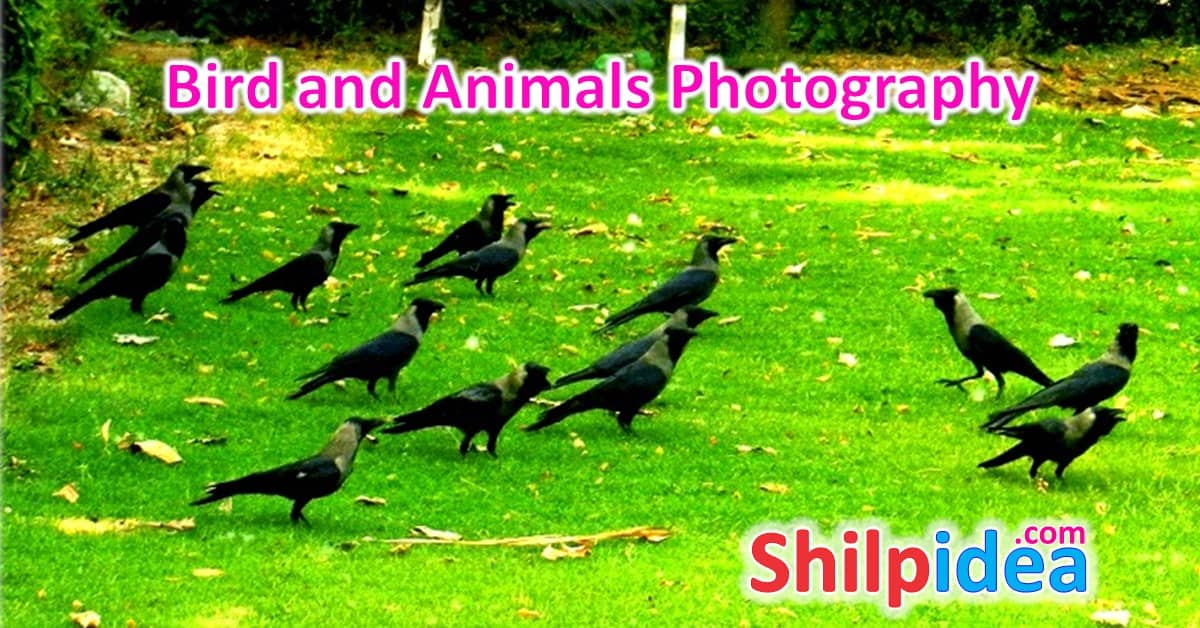 animals-photography-ideas-shilpidea