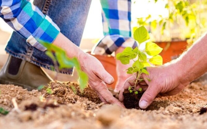 simple-life-hacks-for-gardening-shilpidea